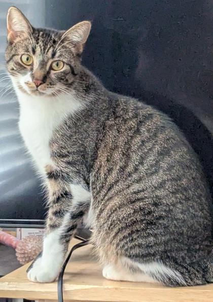 Banshee, a ADOPTABLE Domestic Short Hair in Downers Grove, IL image 2/3