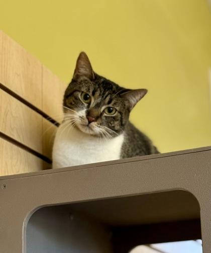 Banshee, a ADOPTABLE Domestic Short Hair in Downers Grove, IL image 3/3