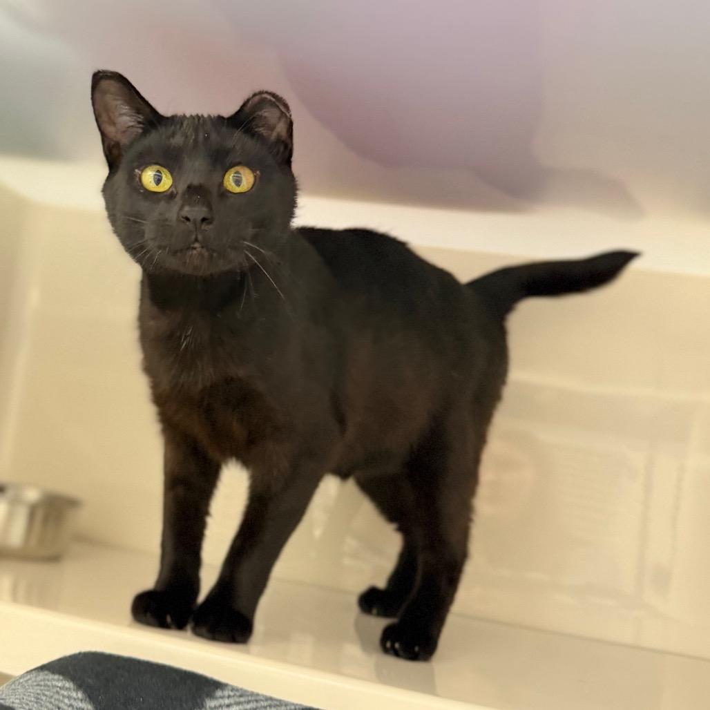 Amorette, a Adoptable Domestic Short Hair in Watertown, NY image 1/6