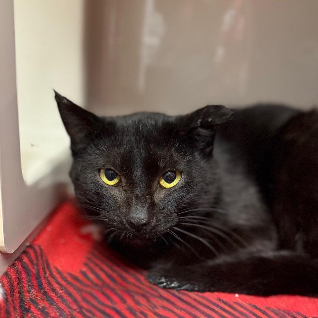 Amorette, Adoptable, Young Female Domestic Short Hair.