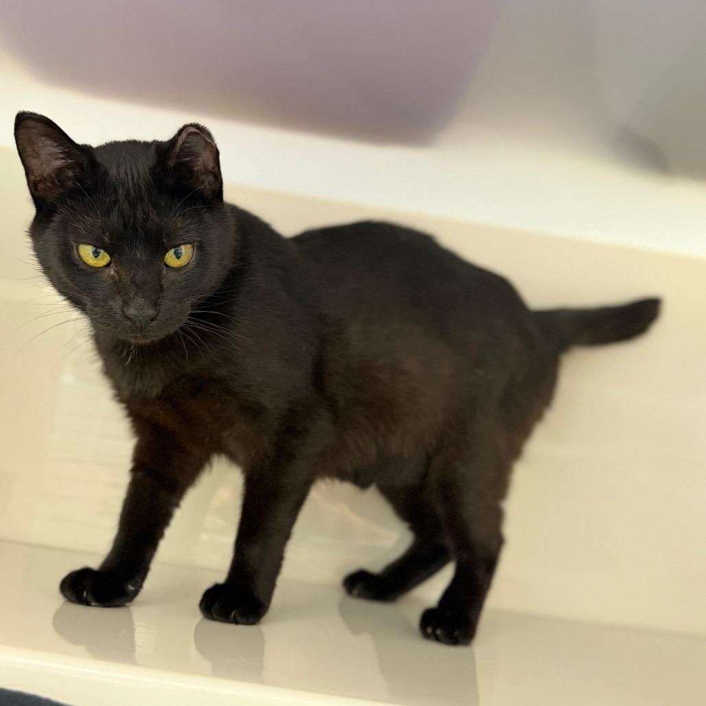 Amorette, a Adoptable Domestic Short Hair in Watertown, NY image 3/6