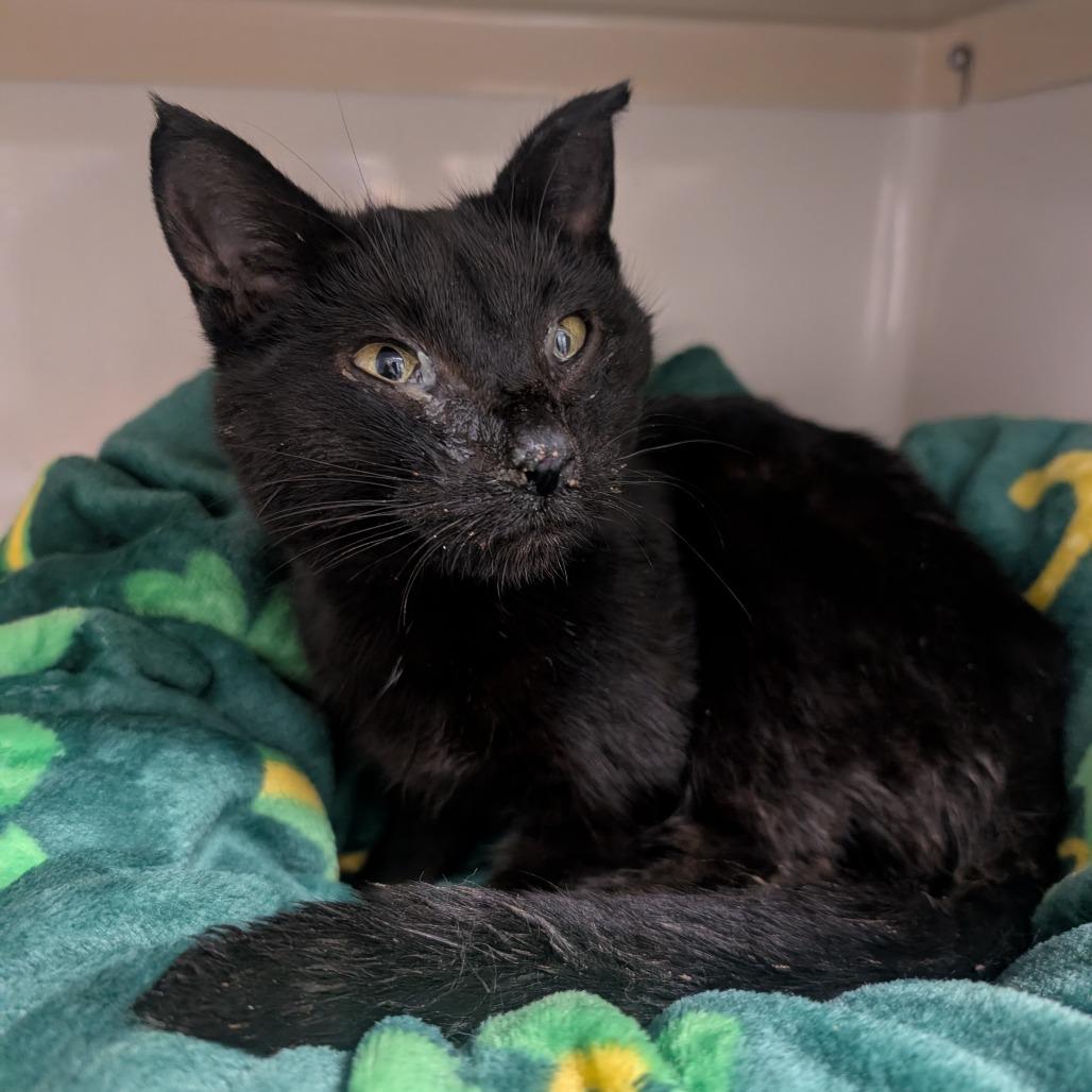 Enlarge Amorette, a Adoptable Domestic Short Hair in Watertown, NY image 2/2