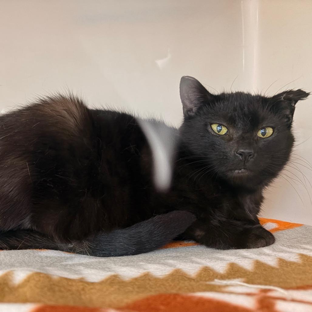 Enlarge Amorette, a Adoptable Domestic Short Hair in Watertown, NY image 3/3