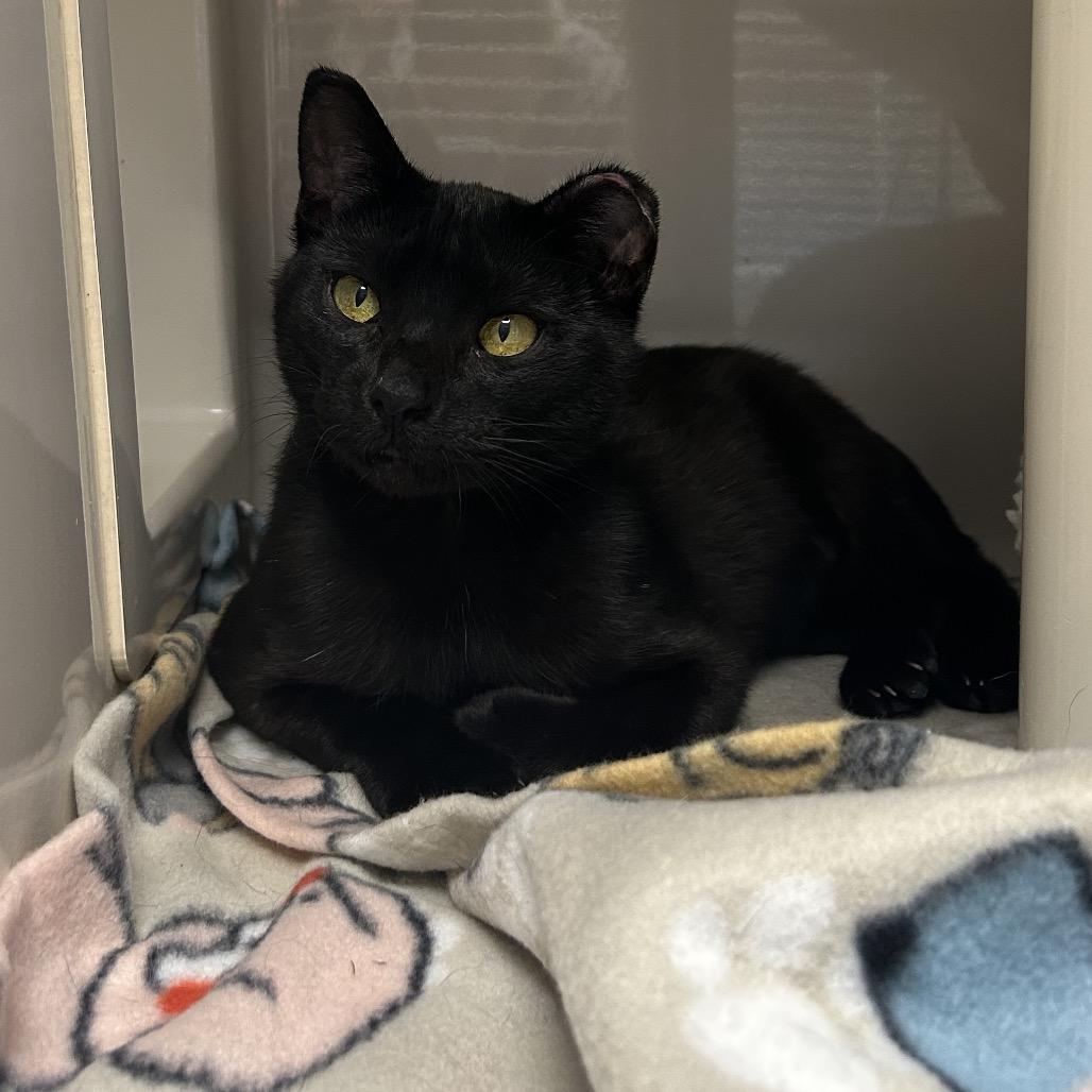 Amorette, a Adoptable Domestic Short Hair in Watertown, NY image 6/6