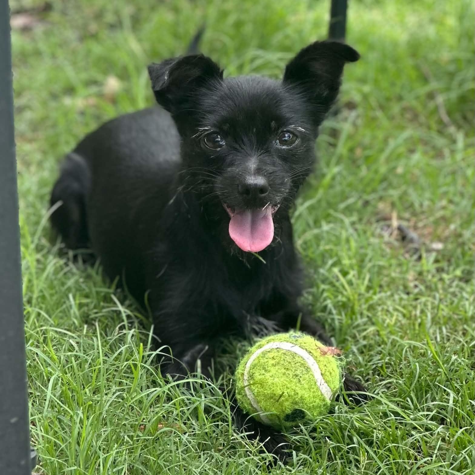 Enlarge Sierra, an adopted mixed breed in Justin, TX image 2/6