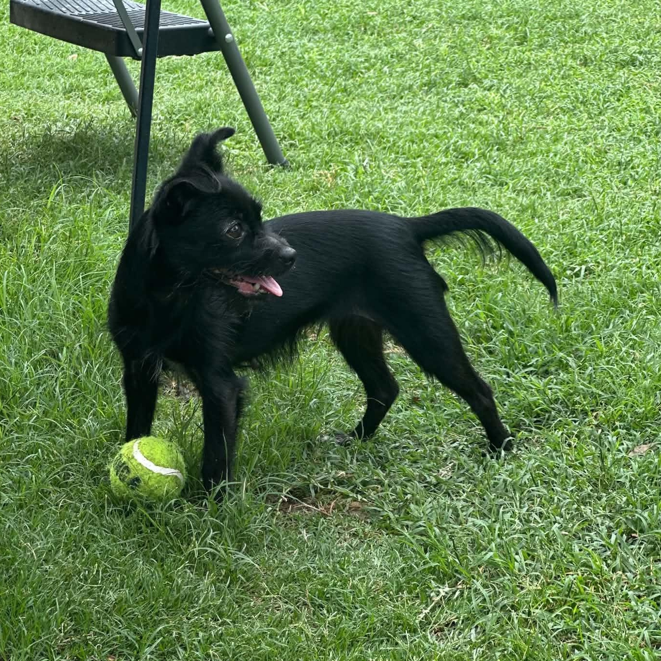 Enlarge Sierra, an adopted mixed breed in Justin, TX image 4/6