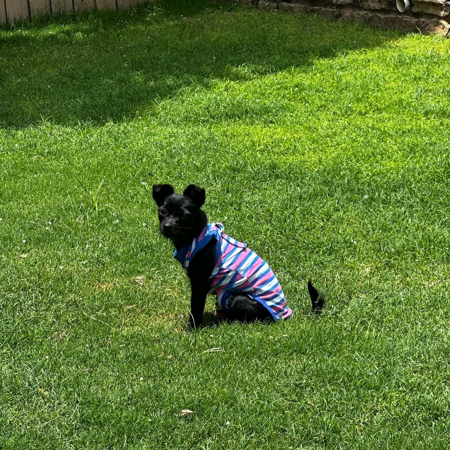 Sierra, adopted, Adult Female Terrier.