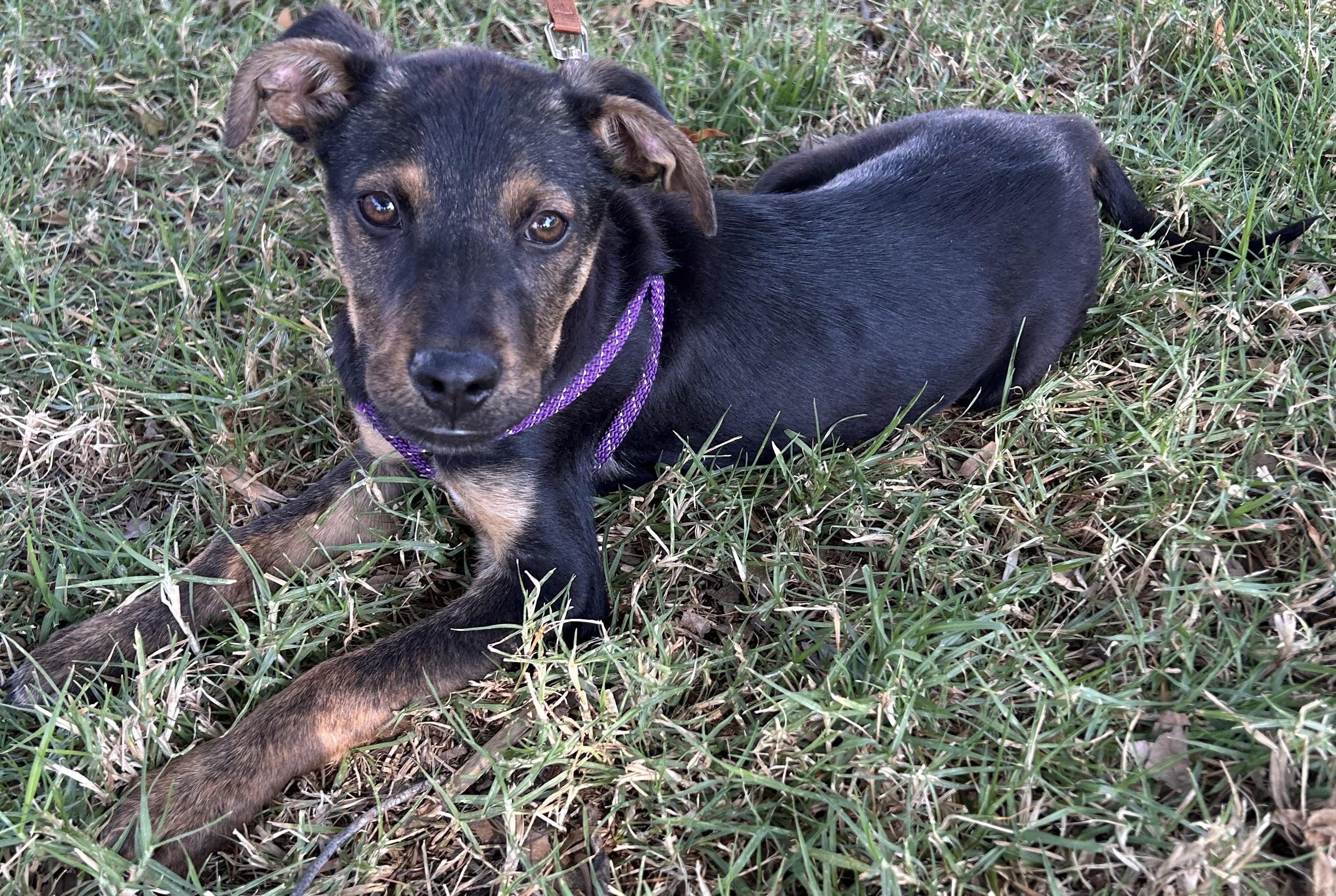 TITO, ADOPTABLE, Puppy Male German Pinscher.
