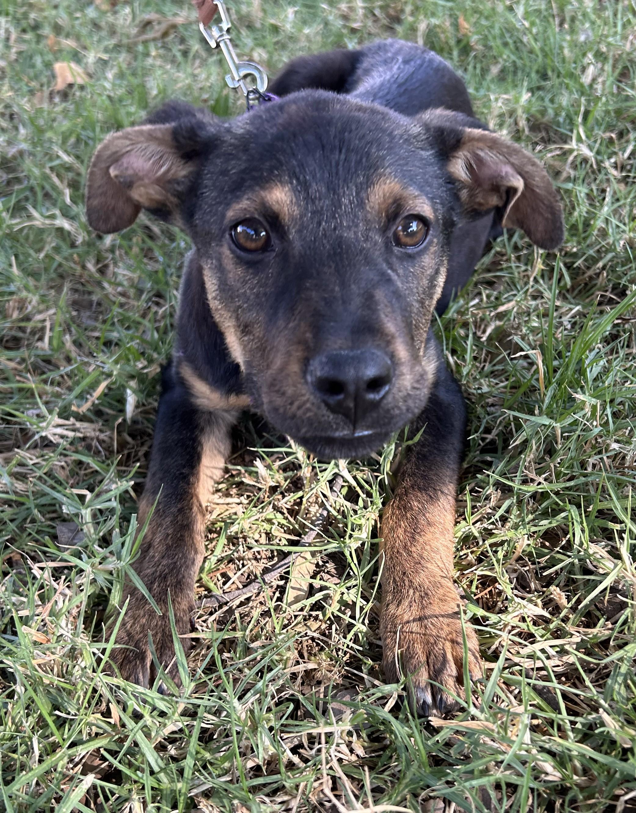 Enlarge TITO, a ADOPTABLE mixed breed in Bell Gardens, CA image 3/6