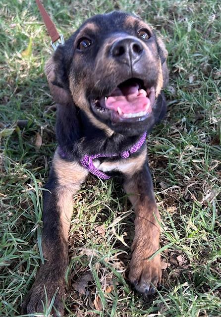 Enlarge TITO, a ADOPTABLE mixed breed in Bell Gardens, CA image 4/6