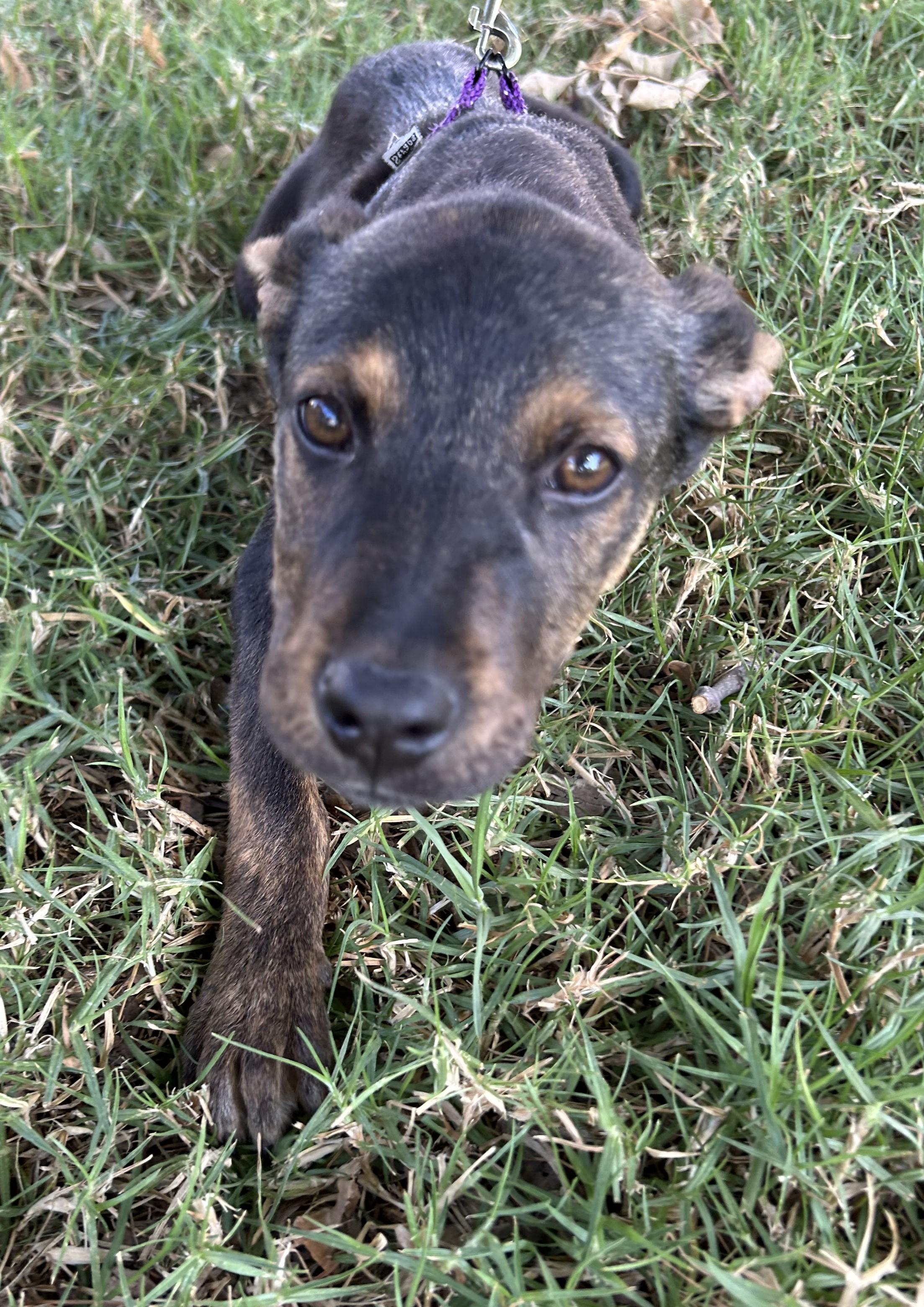 Enlarge TITO, a ADOPTABLE mixed breed in Bell Gardens, CA image 6/6