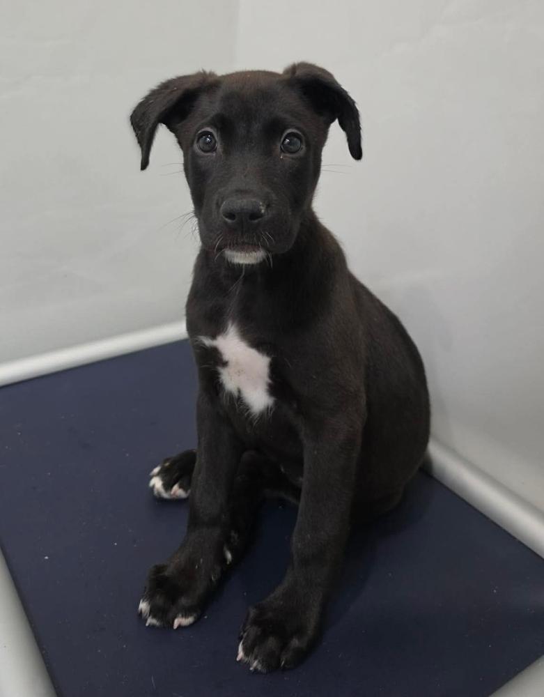 Pickachu, Adoptable, Puppy Female German Shepherd Dog & Labrador Retriever.