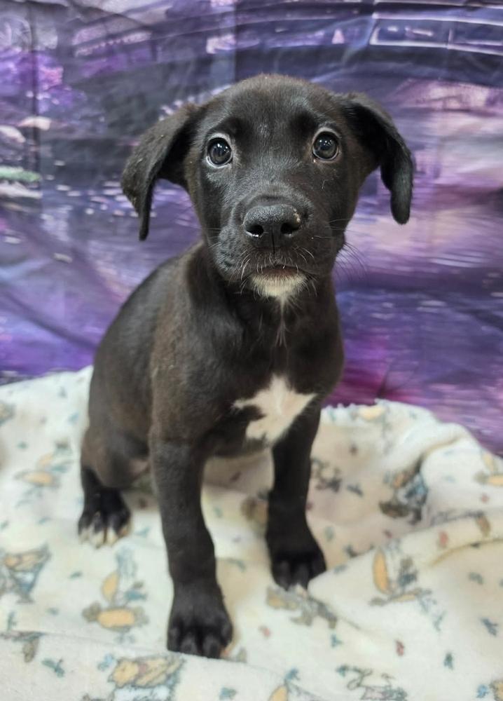 Enlarge Pickachu, a Adoptable mixed breed in Sedalia, CO image 2/3