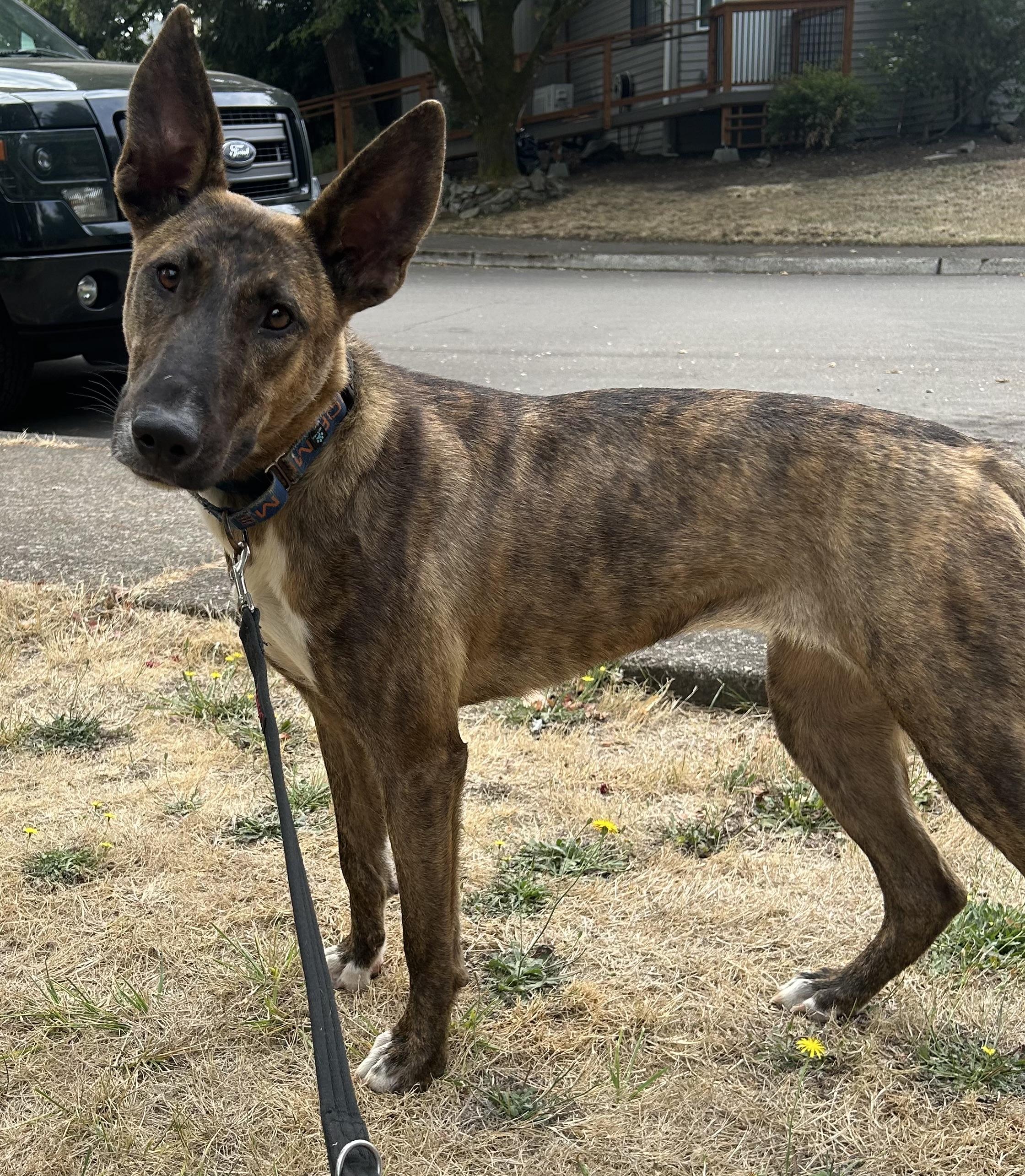 Lucy, a Adoptable mixed breed in Tigard, OR image 2/4