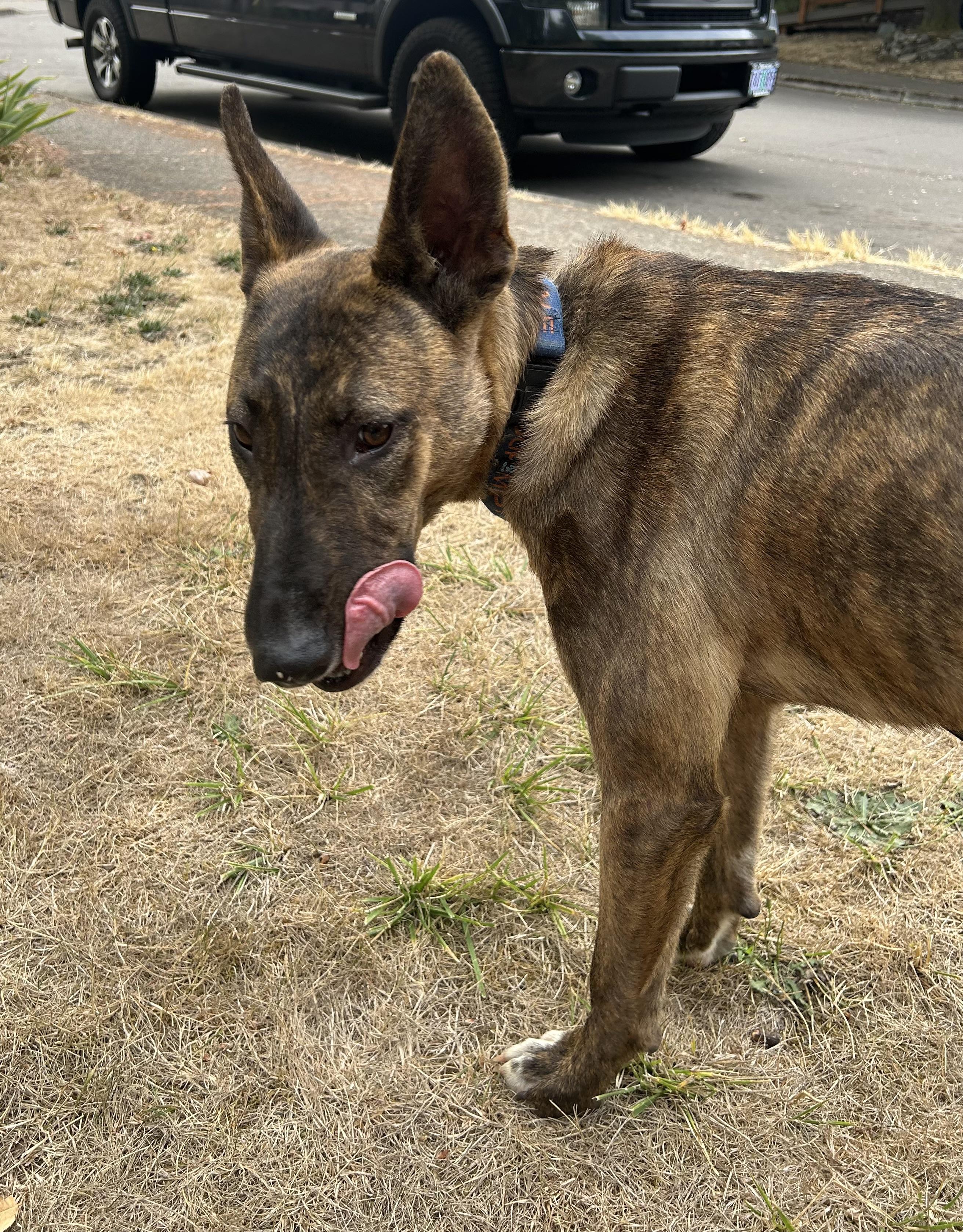 Lucy, a Adoptable mixed breed in Tigard, OR image 3/4