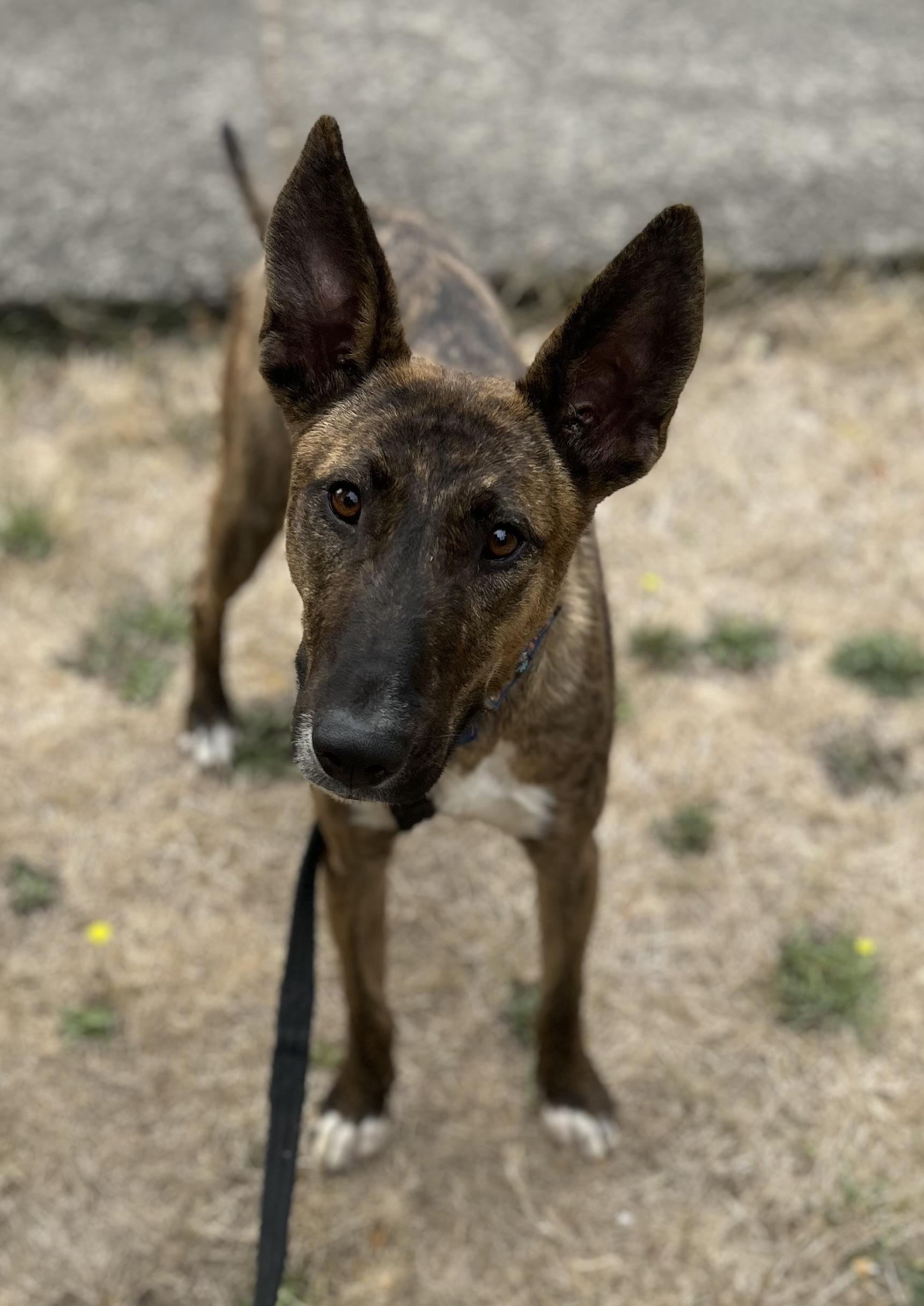 Lucy, Adoptable, Young Female Dutch Shepherd.