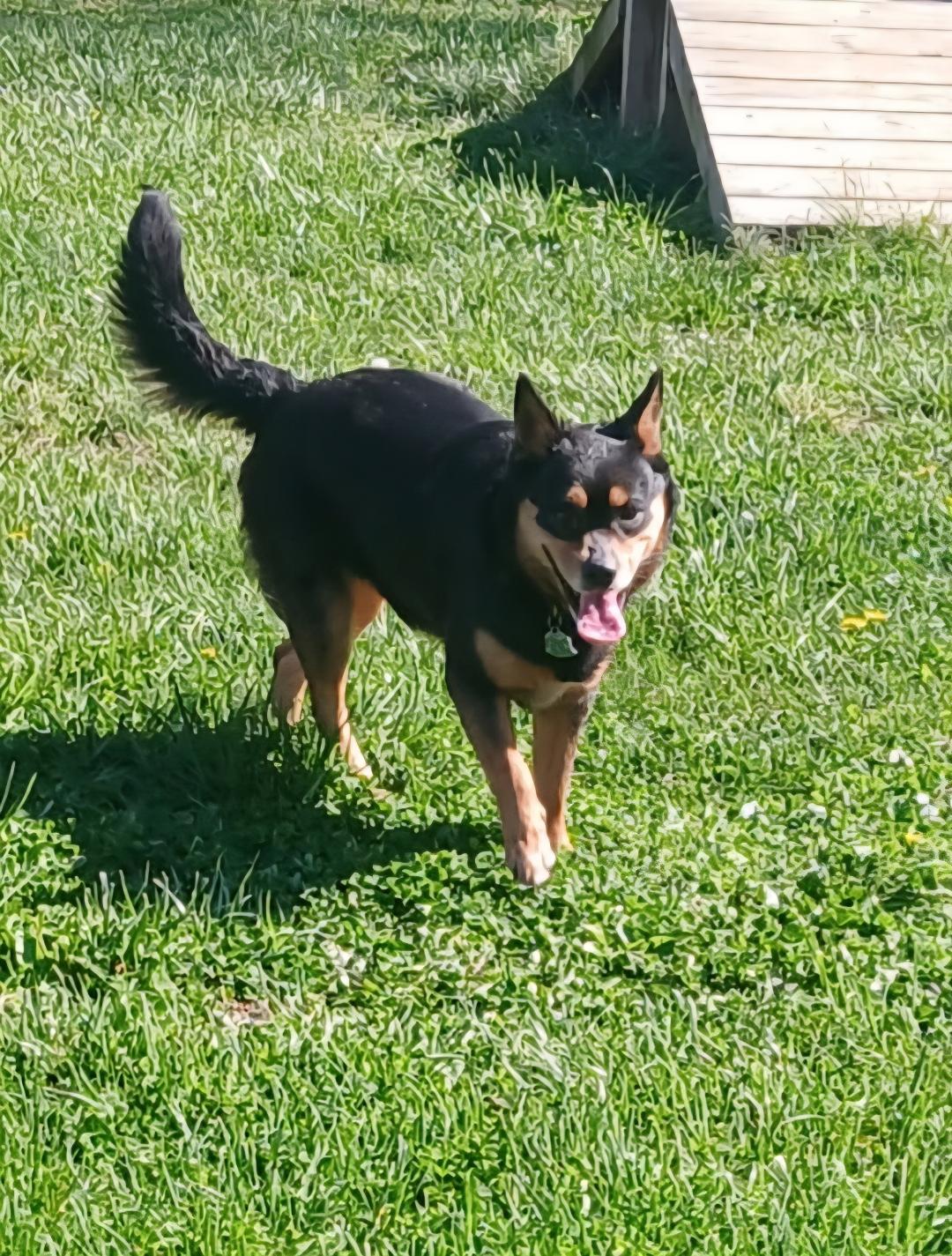 Enlarge Marley, a ADOPTABLE mixed breed in Point Pleasant, WV image 2/2