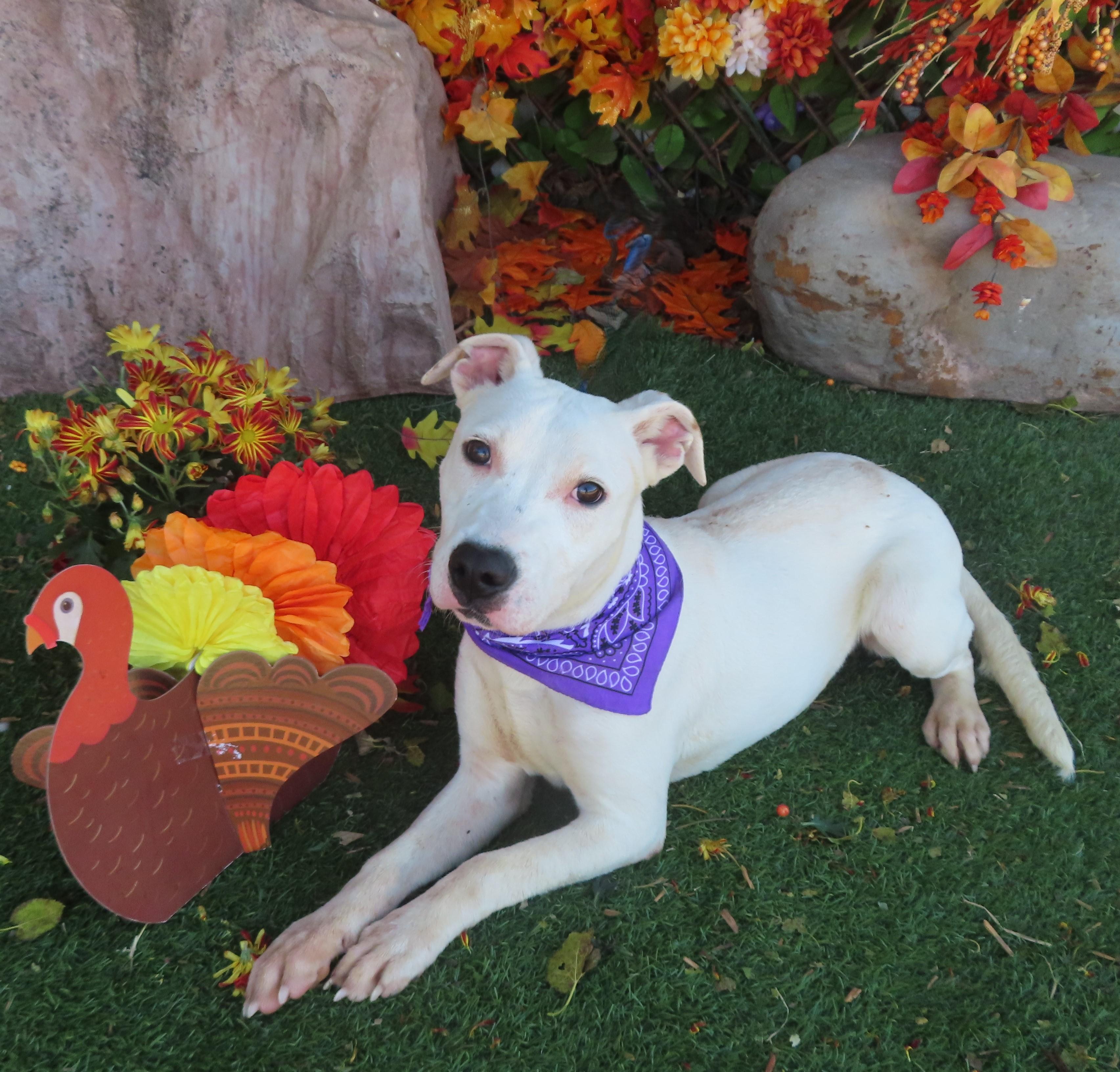 MILKSHAKE 463863 CutePUP!