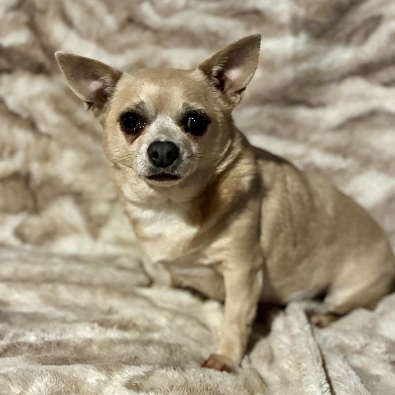 Enlarge Nancy, a ADOPTABLE mixed breed in Pelham, NH image 5/6