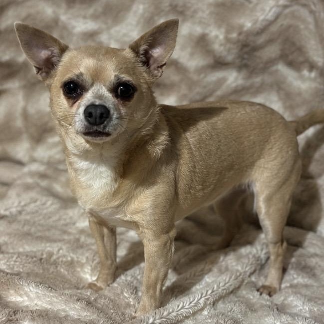 Enlarge Nancy, a ADOPTABLE mixed breed in Pelham, NH image 2/6