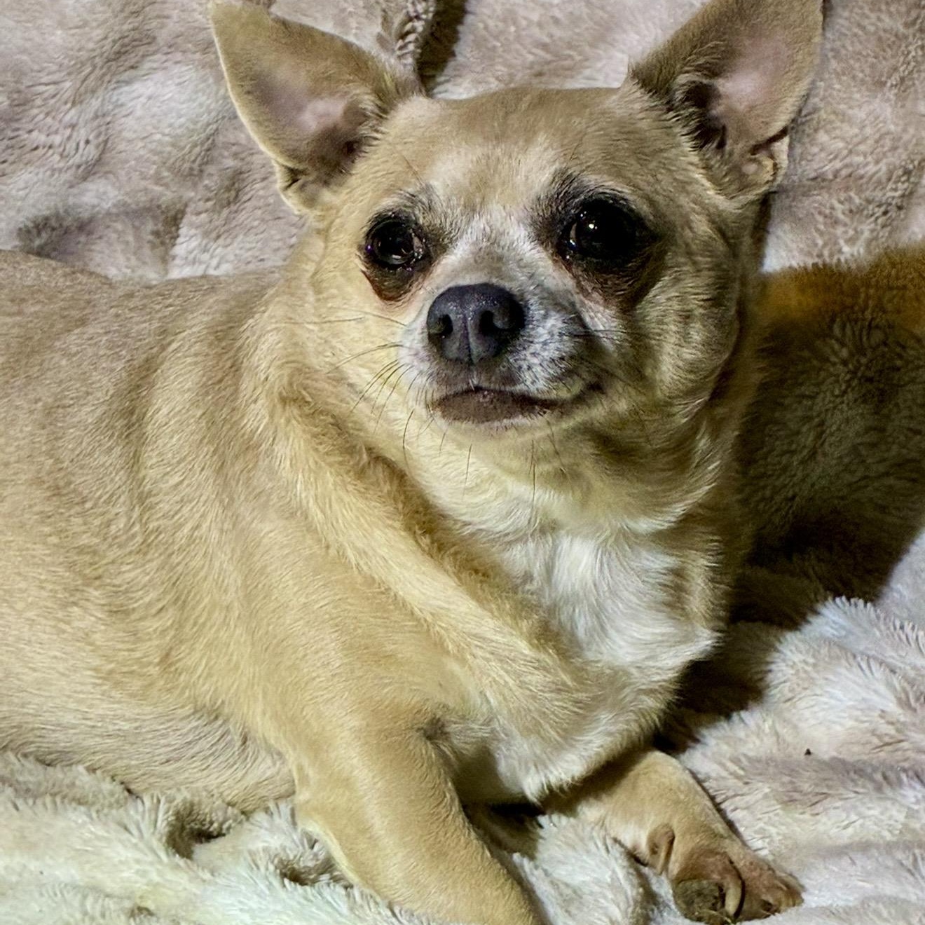 Enlarge Nancy, a ADOPTABLE mixed breed in Pelham, NH image 6/6