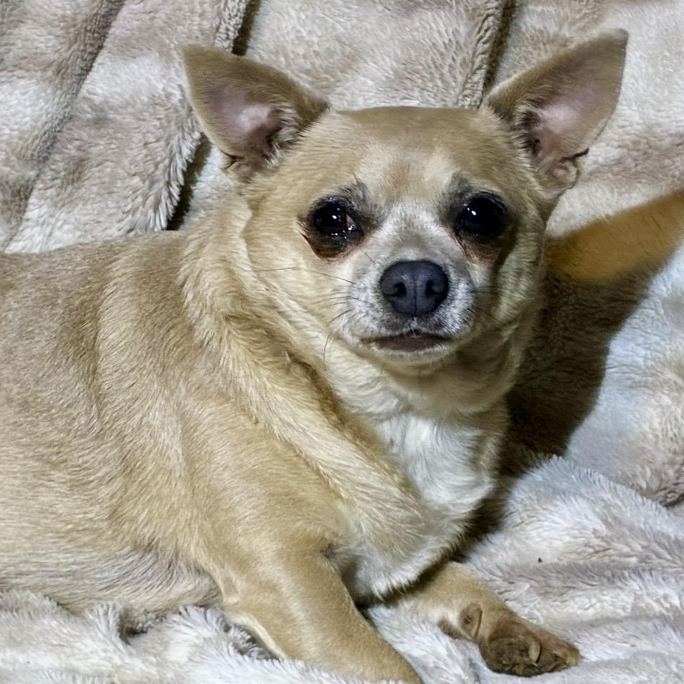 Enlarge Nancy, a ADOPTABLE mixed breed in Pelham, NH image 4/6