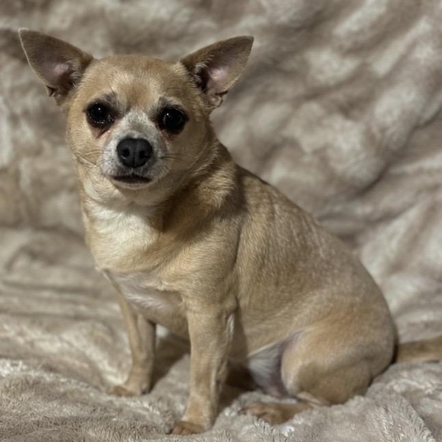 Enlarge Nancy, a ADOPTABLE mixed breed in Pelham, NH image 1/6