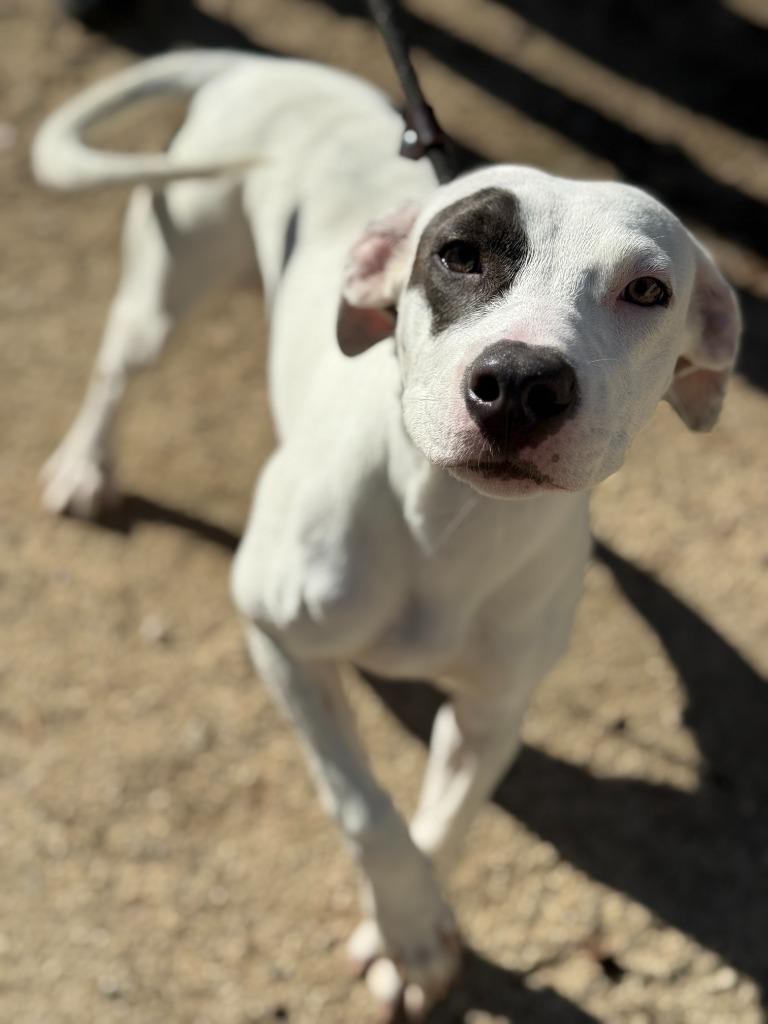 Enlarge Wishbone, a Adoptable Pit Bull Terrier in Tehachapi, CA image 1/4