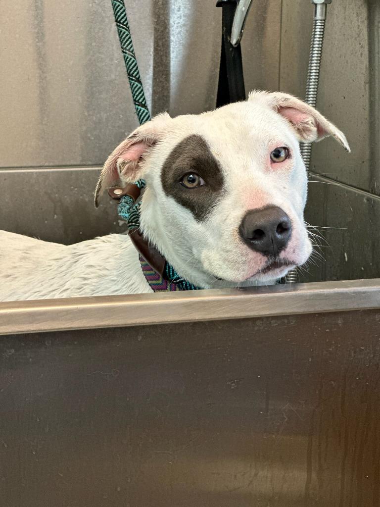 Enlarge Wishbone, a Adoptable Pit Bull Terrier in Tehachapi, CA image 3/4