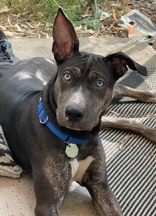 Marina, a Adoptable mixed breed in Woodinville, WA image 1/3