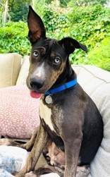 Marina, a Adoptable mixed breed in Woodinville, WA image 2/3