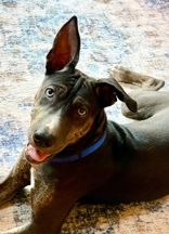 Marina, a Adoptable mixed breed in Woodinville, WA image 3/3