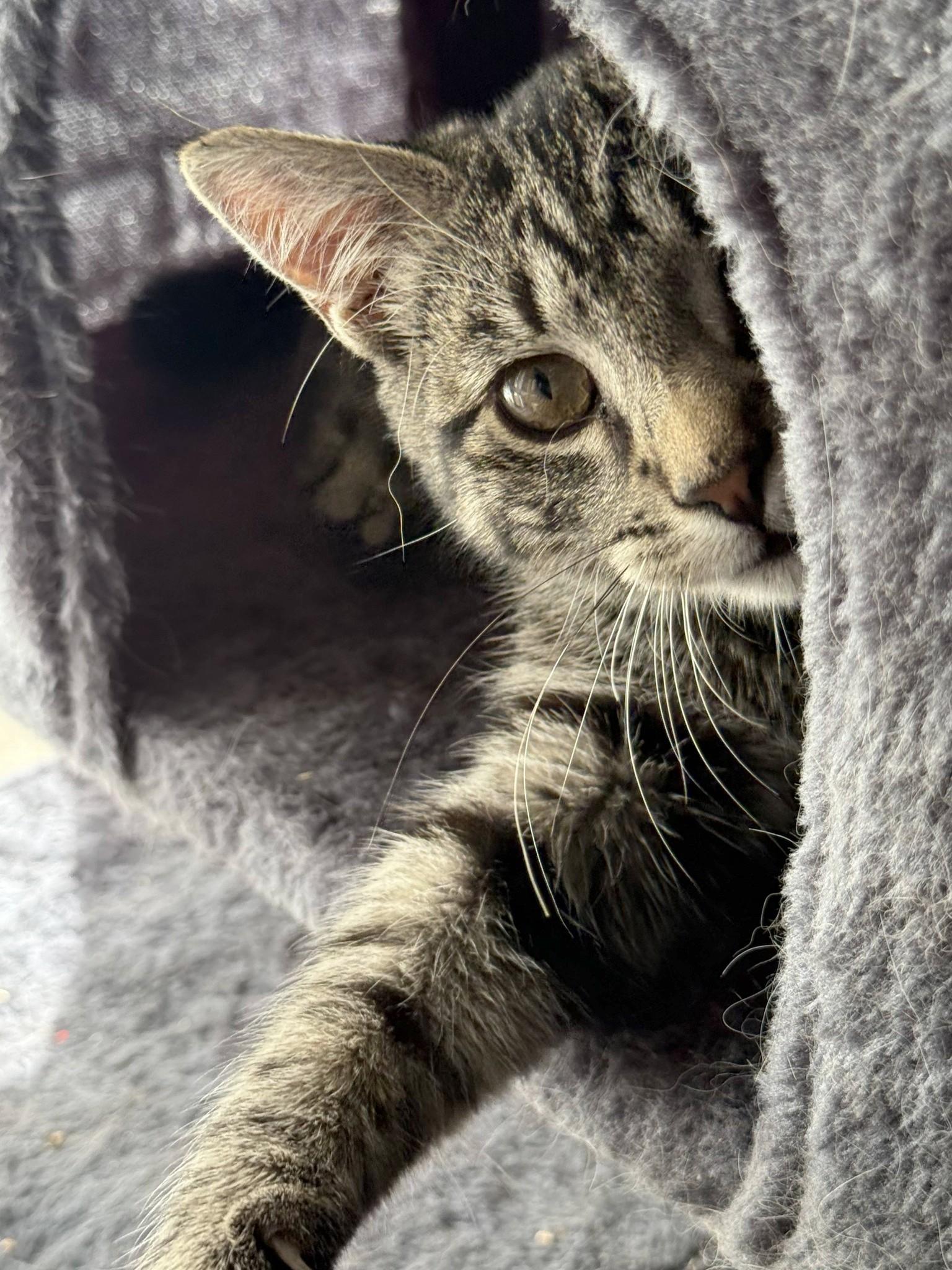 Tibbs, a ADOPTABLE American Shorthair in Rochester, NY image 2/2