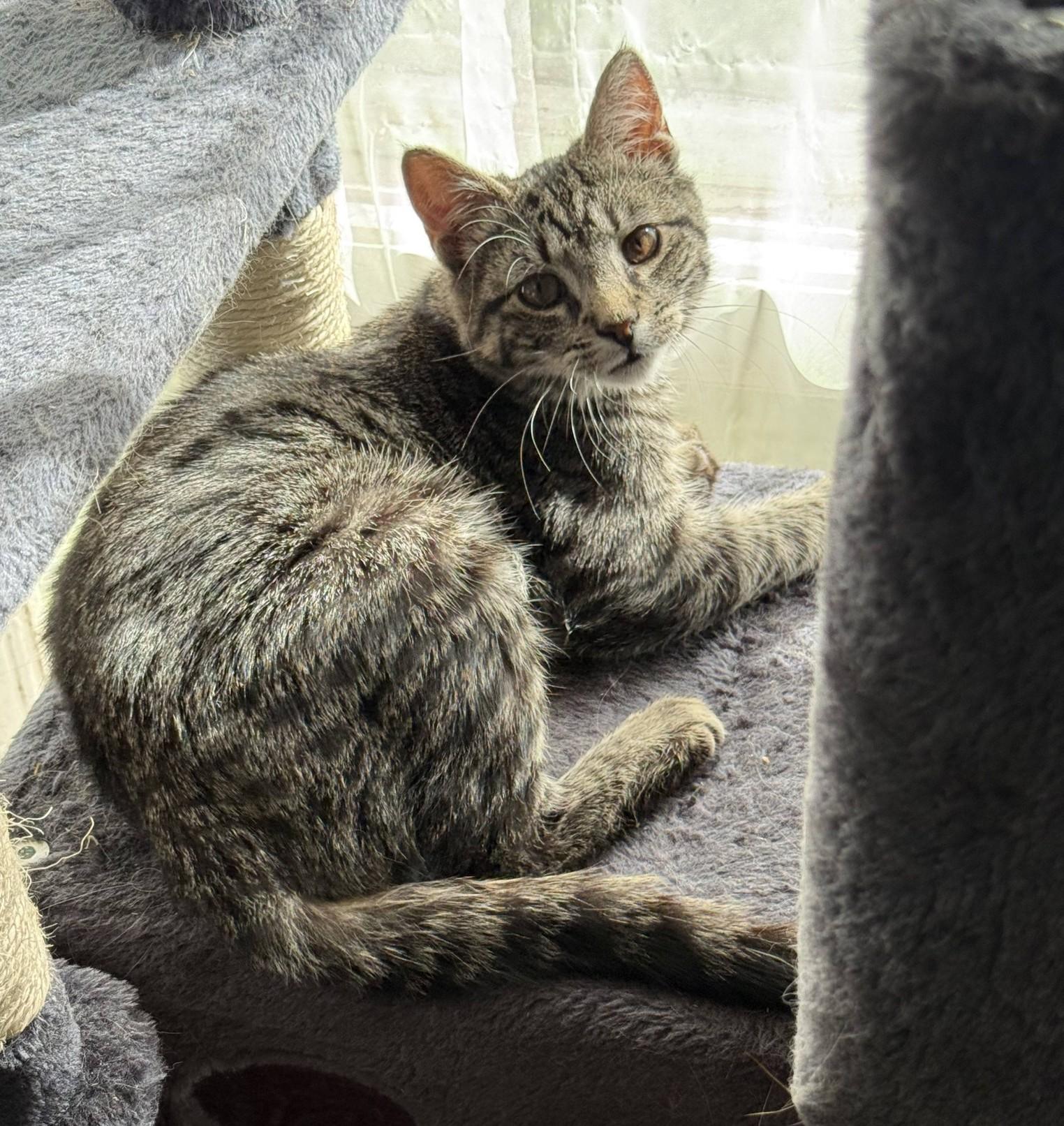 Tibbs, ADOPTABLE, Young Male American Shorthair.
