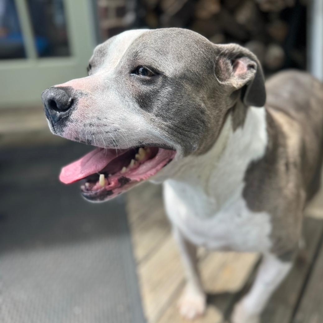 Enlarge Daisy, a Adoptable mixed breed in Colonial Heights, VA image 1/5