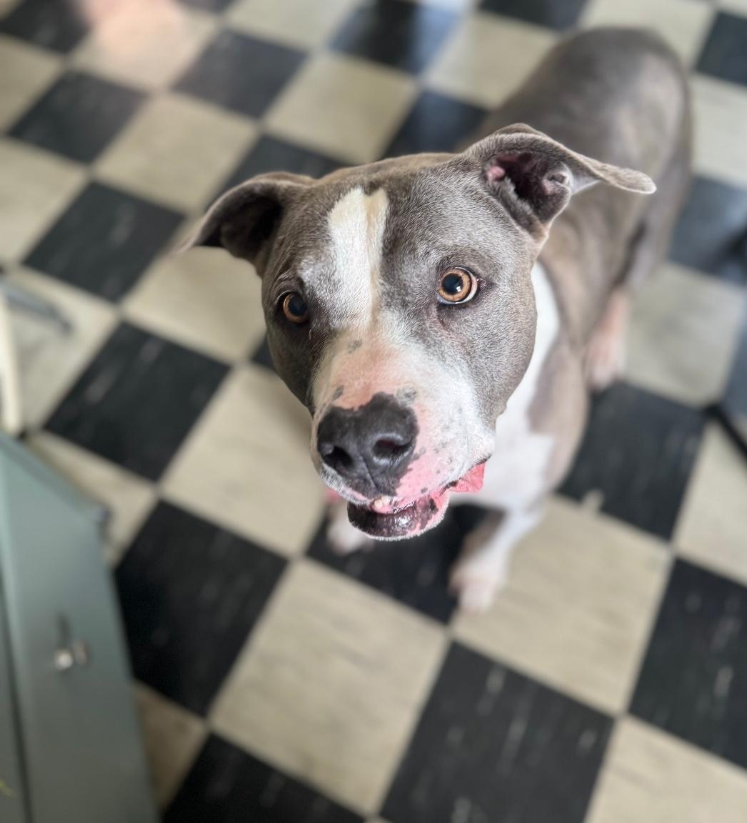 Enlarge Daisy, a Adoptable mixed breed in Colonial Heights, VA image 3/5