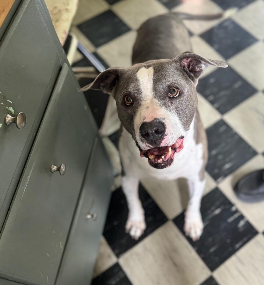 Enlarge Daisy, a Adoptable mixed breed in Colonial Heights, VA image 4/5