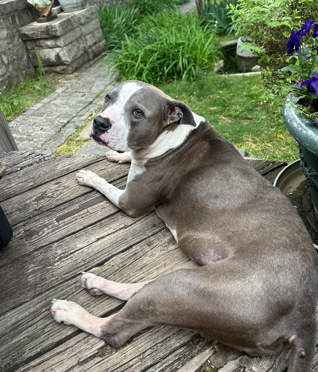 Enlarge Daisy, a Adoptable mixed breed in Colonial Heights, VA image 5/5