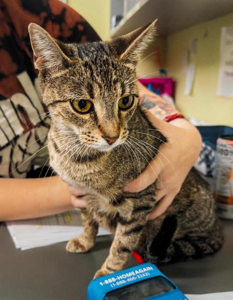 Your Mom, Adopted, Young Female Domestic Short Hair.