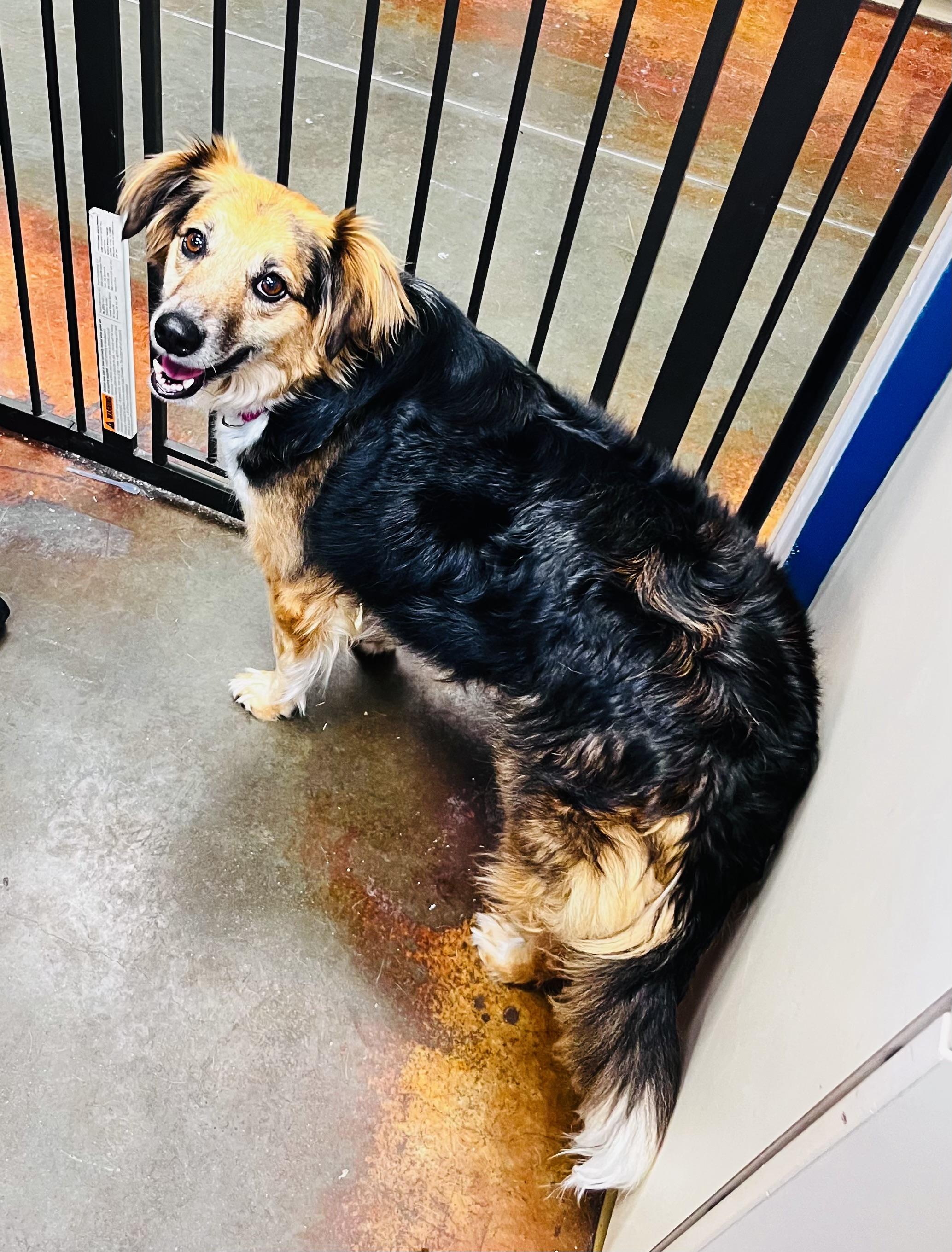 Peggy, ADOPTABLE, Adult Female Australian Shepherd.