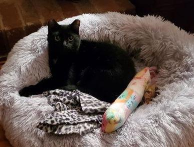 Enlarge Ant, a Adoptable Domestic Short Hair in Camden, SC image 1/3