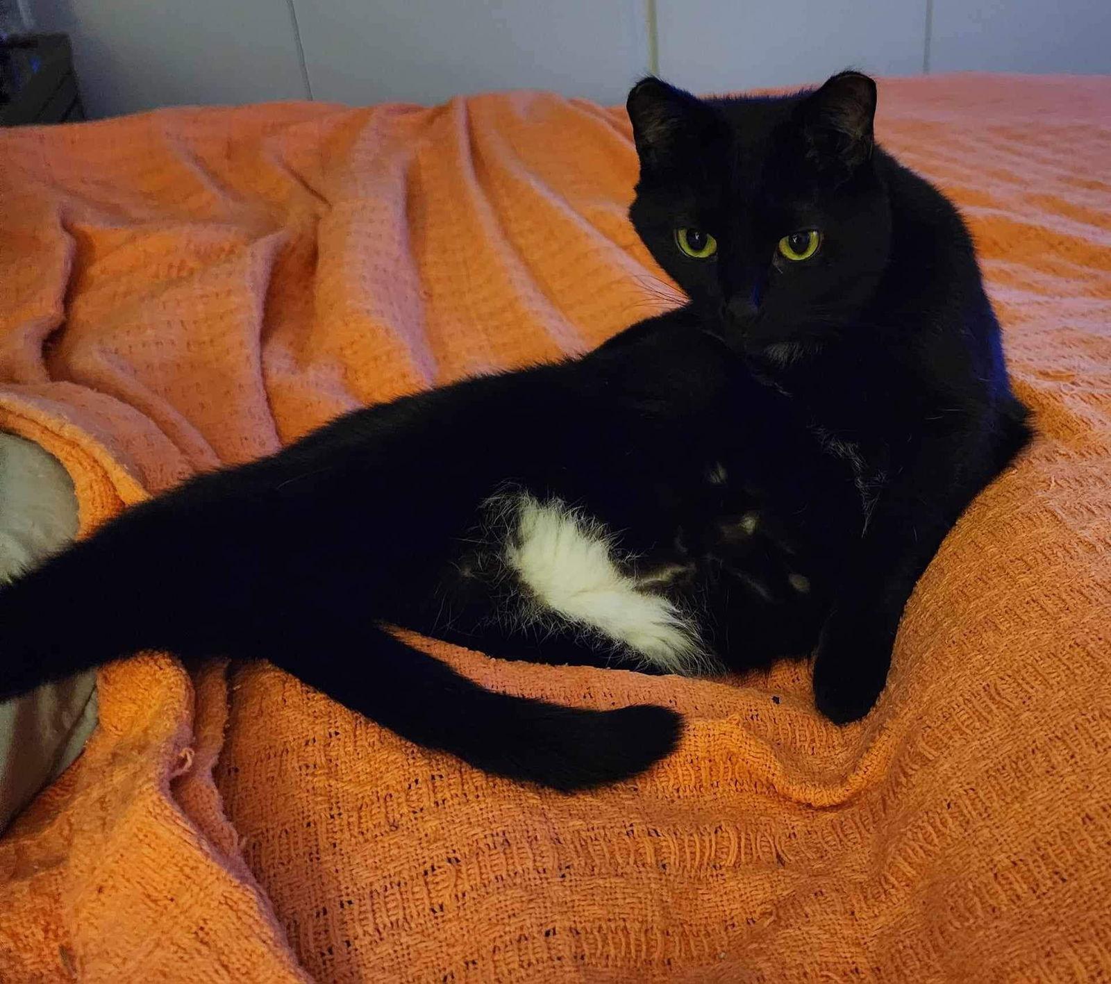 Enlarge Ant, a Adoptable Domestic Short Hair in Camden, SC image 2/3