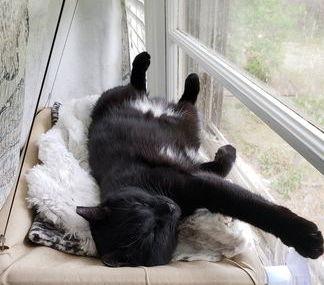 Enlarge Ant, a Adoptable Domestic Short Hair in Camden, SC image 3/3