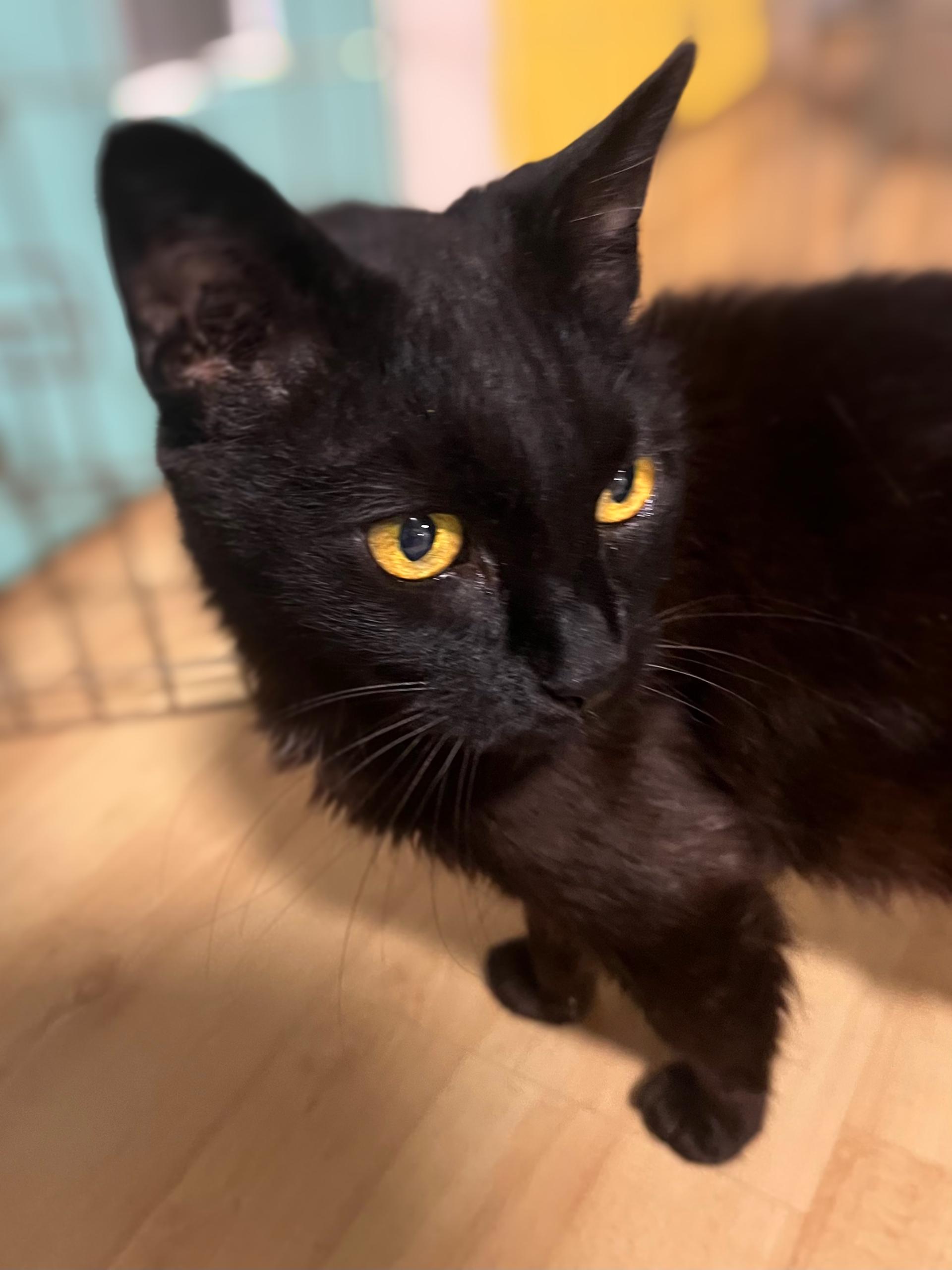 CROW, Adoptable, Adult Female Domestic Short Hair.