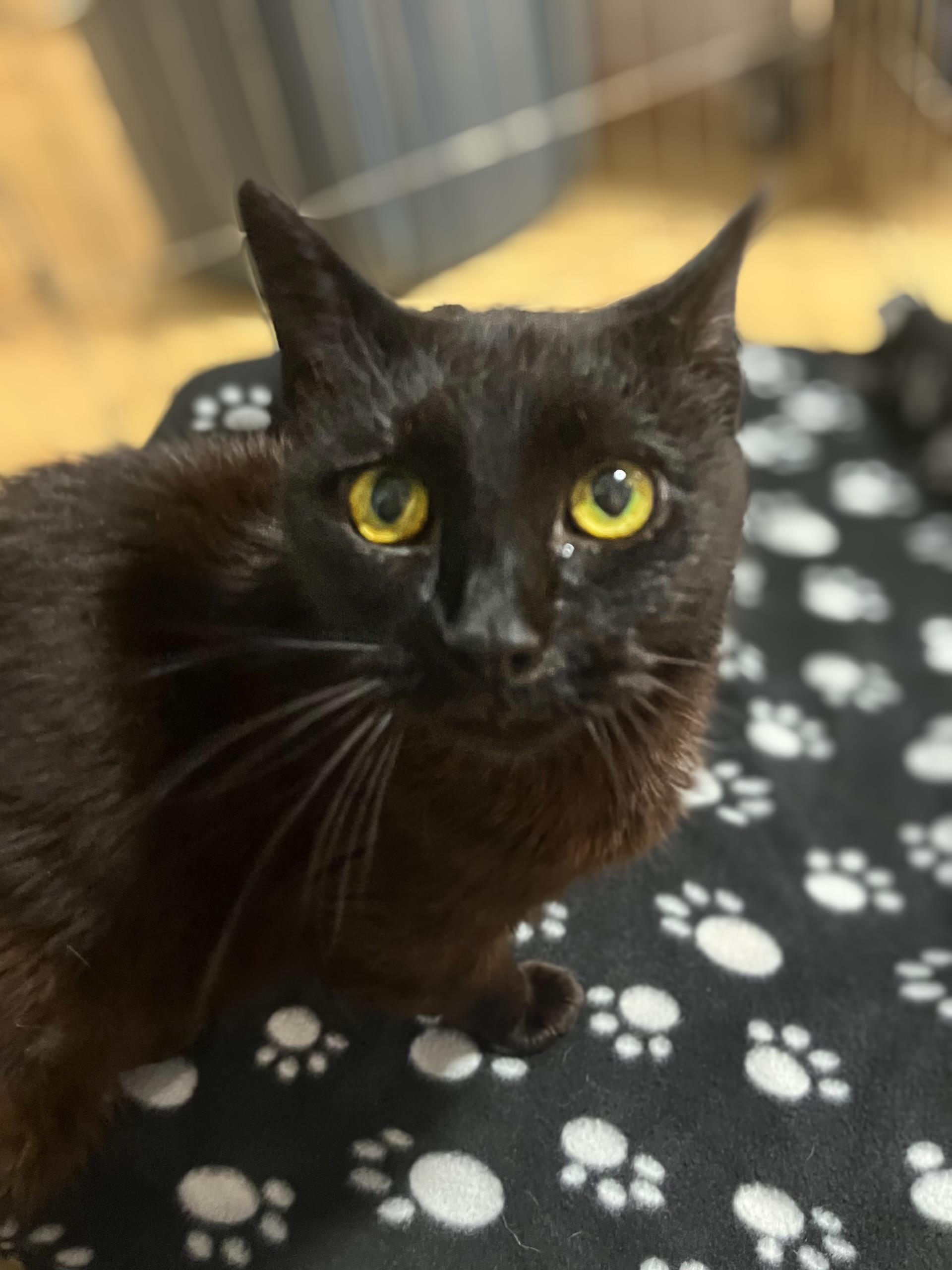 CROW, Adoptable, Senior Female Domestic Short Hair.