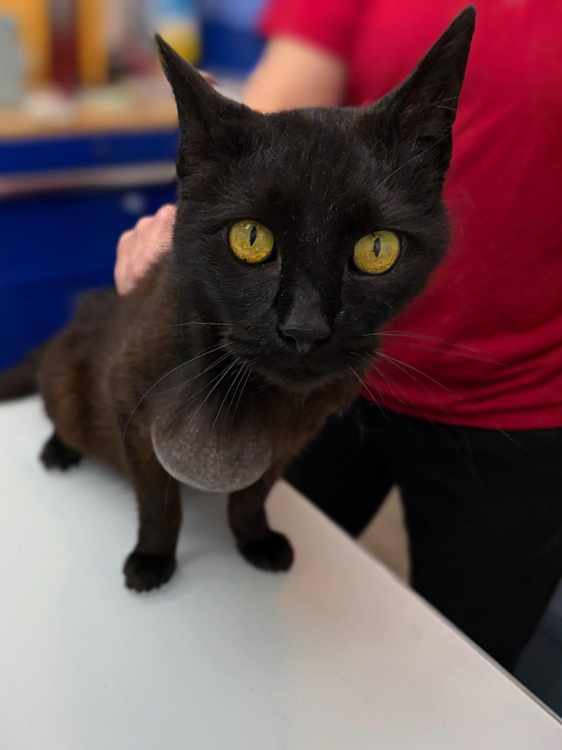 CROW, a Adoptable Domestic Short Hair in Graham, WA image 2/5