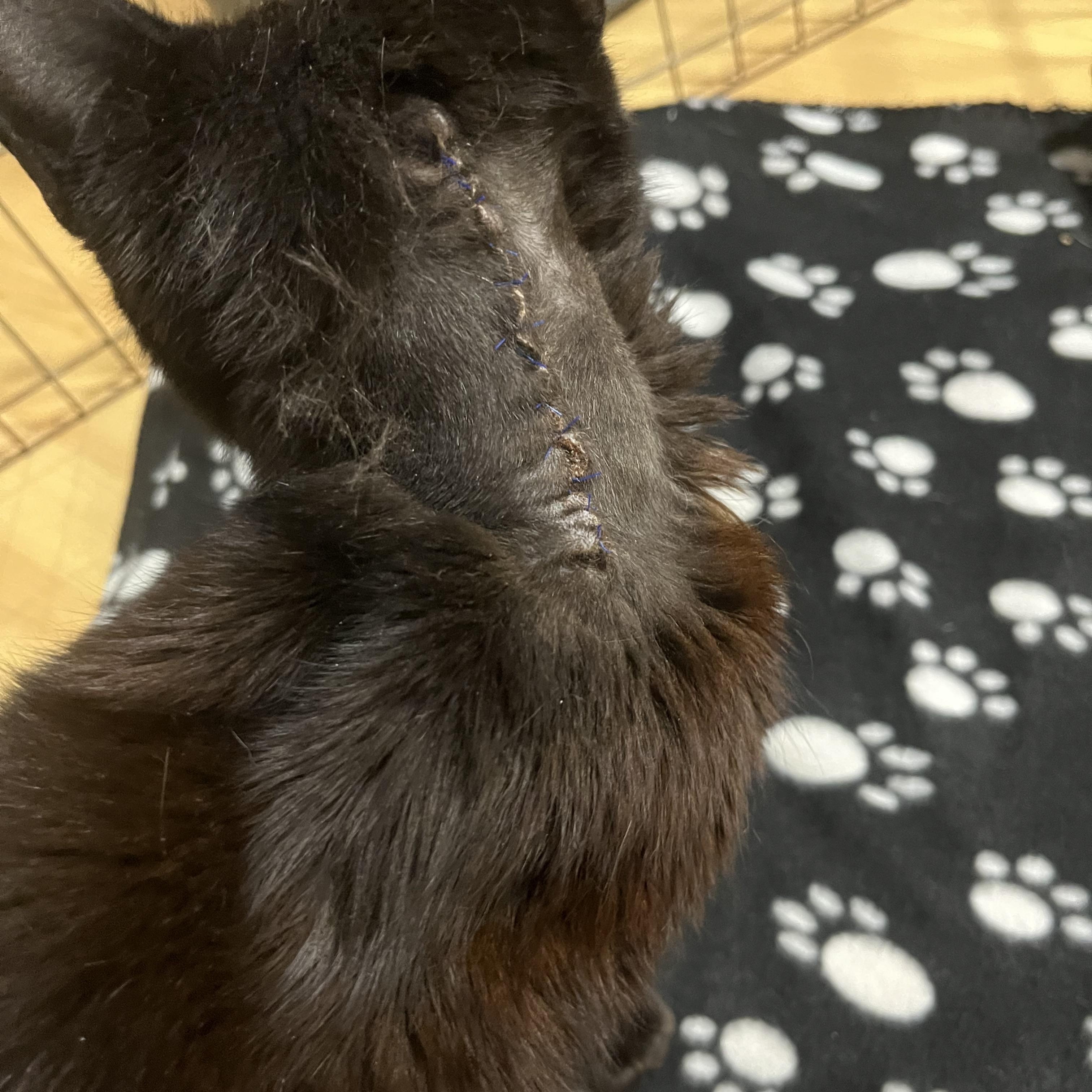 CROW, a Adoptable Domestic Short Hair in Graham, WA image 3/5