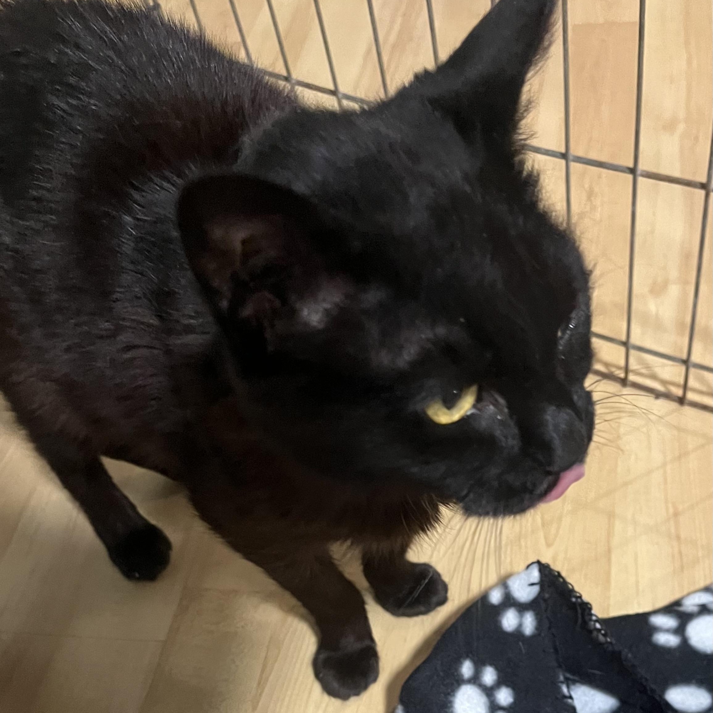 CROW, a Adoptable Domestic Short Hair in Graham, WA image 5/5