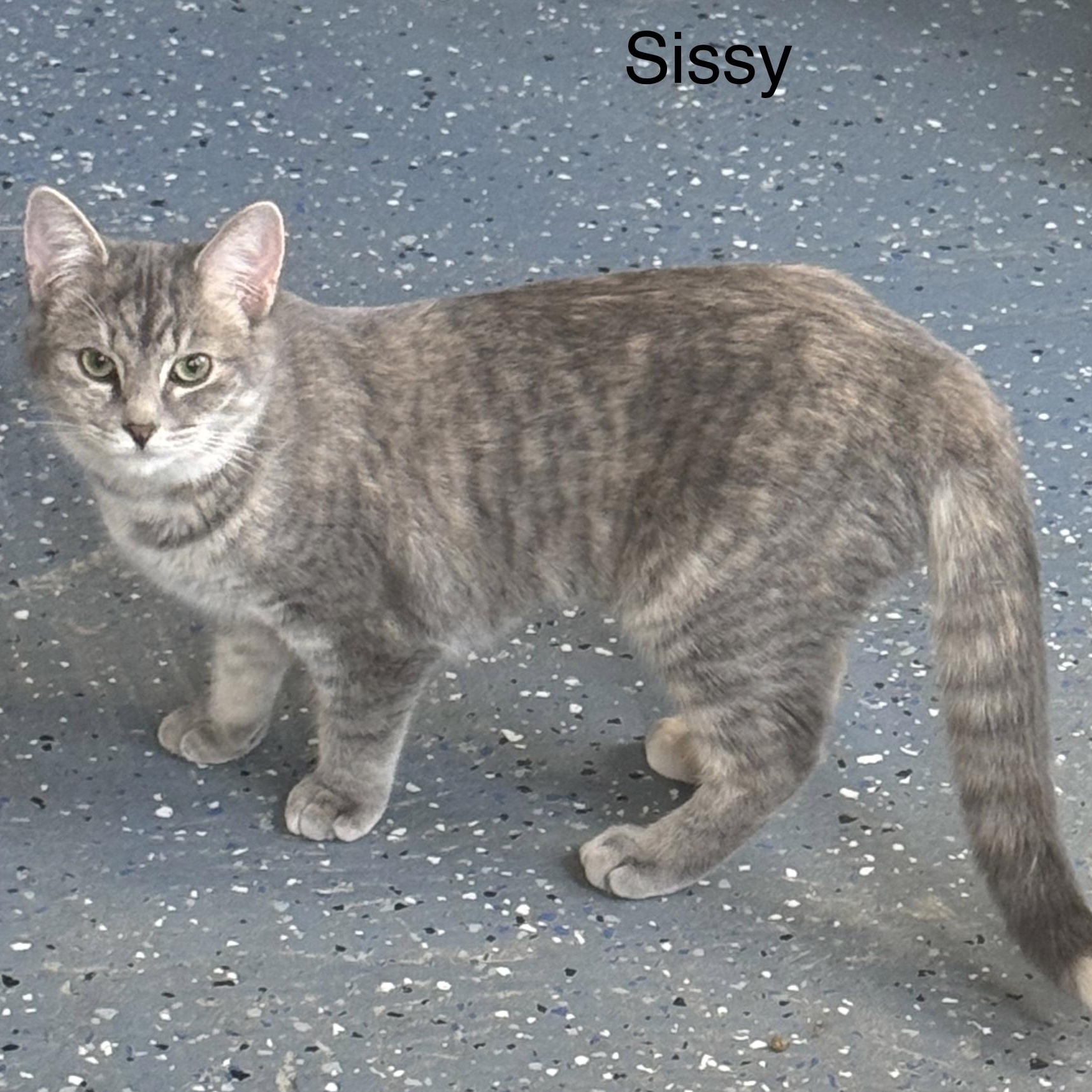Enlarge Sissy, a Adoptable Domestic Short Hair in Ulster, PA image 1/1