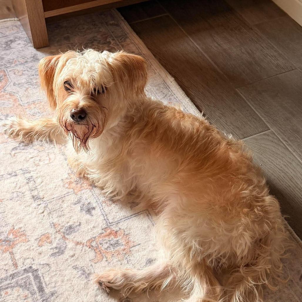 Enlarge Rousey *Arriving 10/24* D12816, a Adoptable mixed breed in Princeton, MN image 3/3